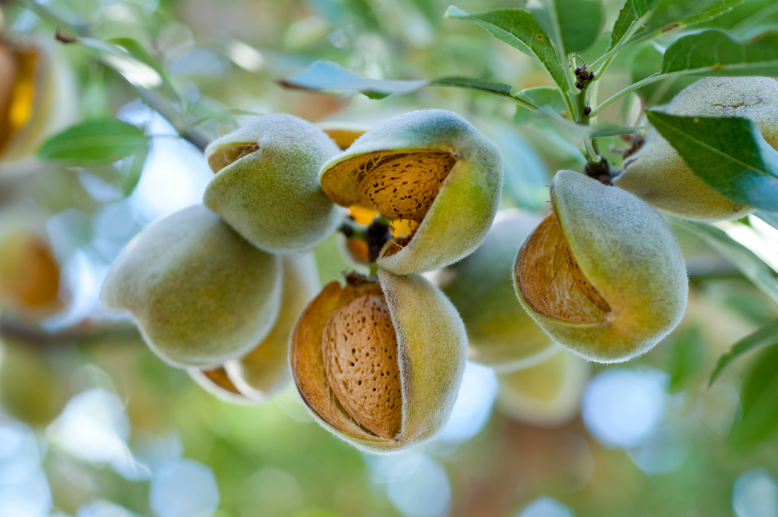 Organic Almonds Growing Naturally On The Almond Tree