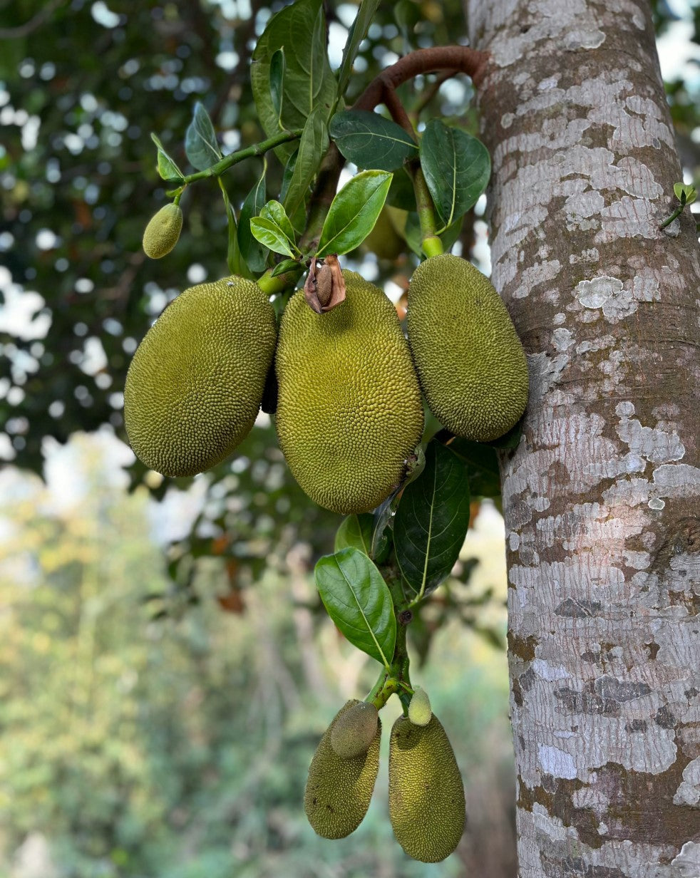 Organic Jackfruit Growing On Tree