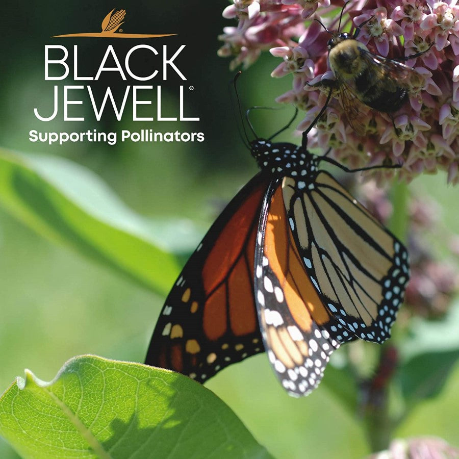 Black Jewell Non-GMO Popcorn Supporting Pollinators Butterfly And Bee
