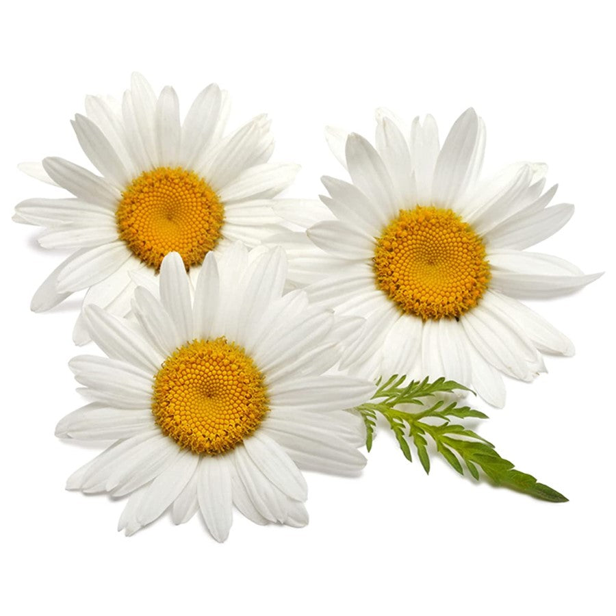 Organic Chamomile Flowers Are A Calming Herbal Ingredient In Pinky Up Tea