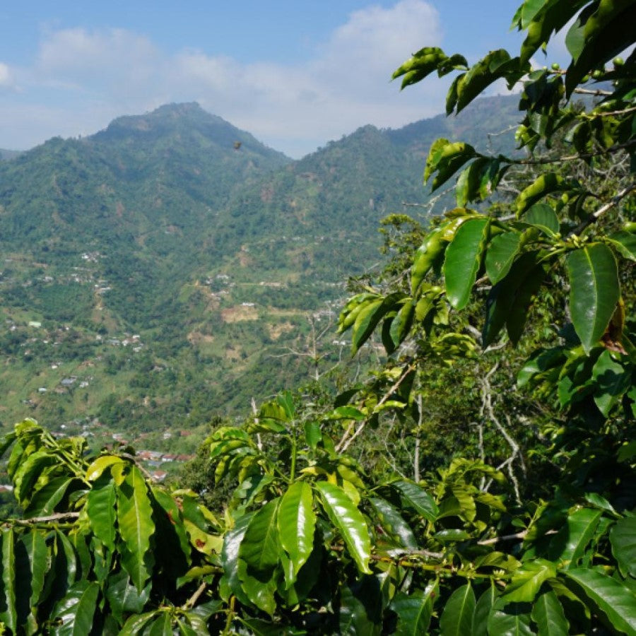 Colombian Equal Exchange Certified Organic Coffee Is Sustainably Grown