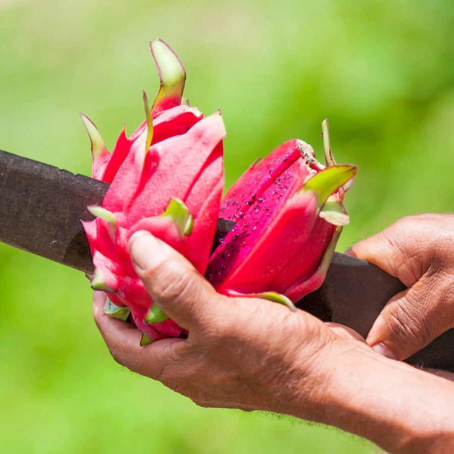 Cutting Fresh Organic Dragon Fruit Pitaya Foods