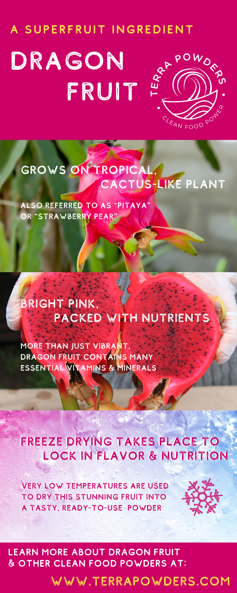 Dragon Fruit Infographic By Terra Powders Freeze-Dried Healthy Clean Food Power