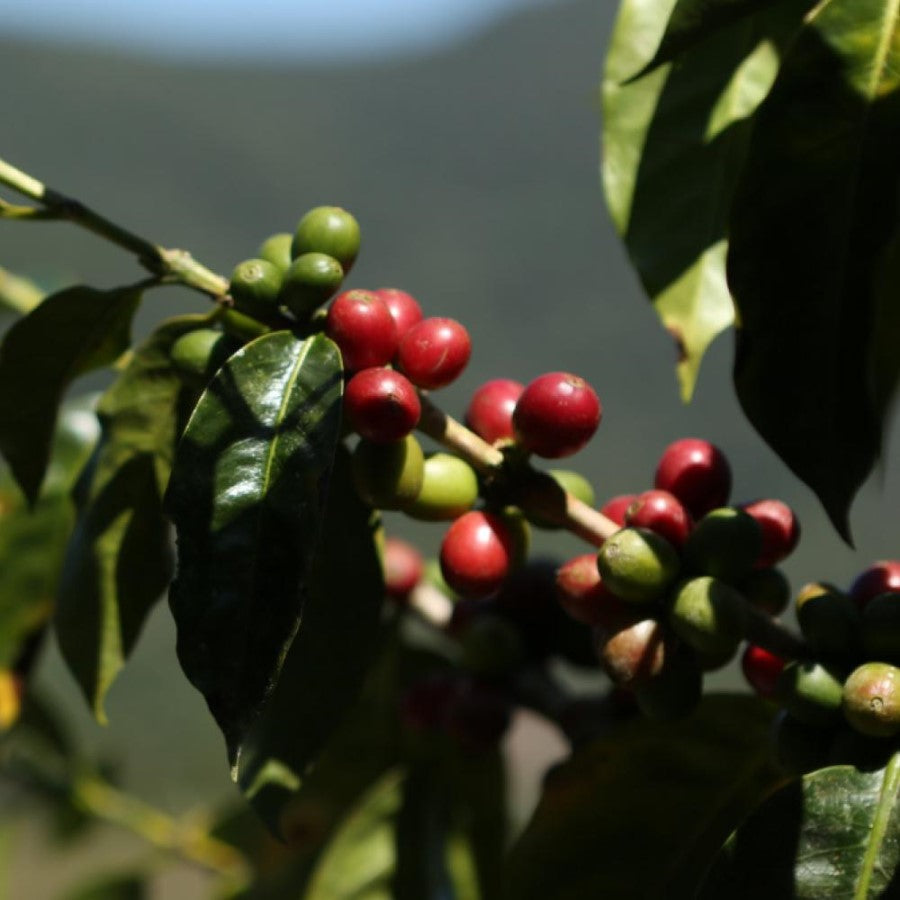 French Equal Exchange Certified Organic Coffee Is Sustainably Grown