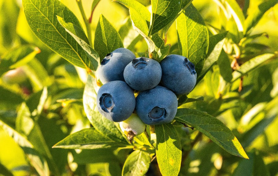 Fresh Organic Blueberries Growing In The Sun