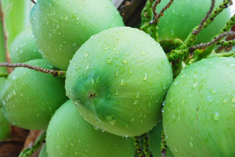 Young Green Coconuts Wet With Fresh Rainwater