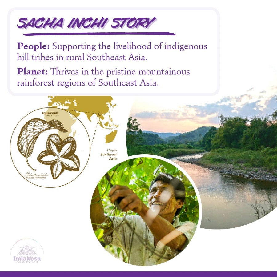 Imlak'esh Organics Sacha Inchi Story Infographic