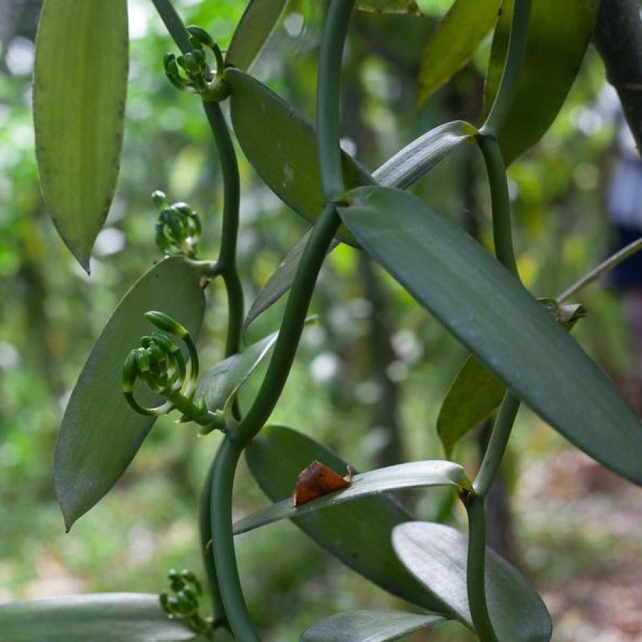 Growing In Madagascar Lafaza Sustainably Grown Organic Vanilla