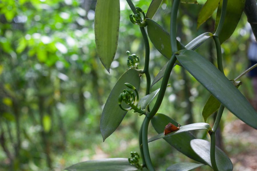 Growing In Madagascar Lafaza Sustainably Grown Organic Vanilla Beans