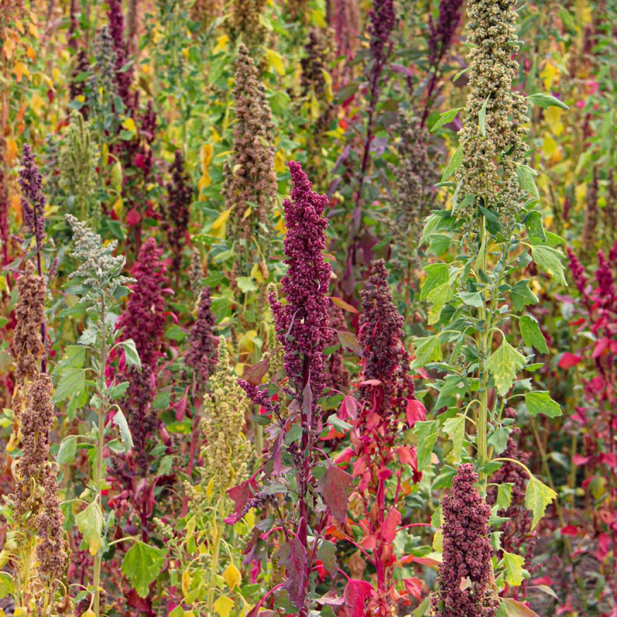Lundberg Family Farms Colorful Organic Quinoa Growing