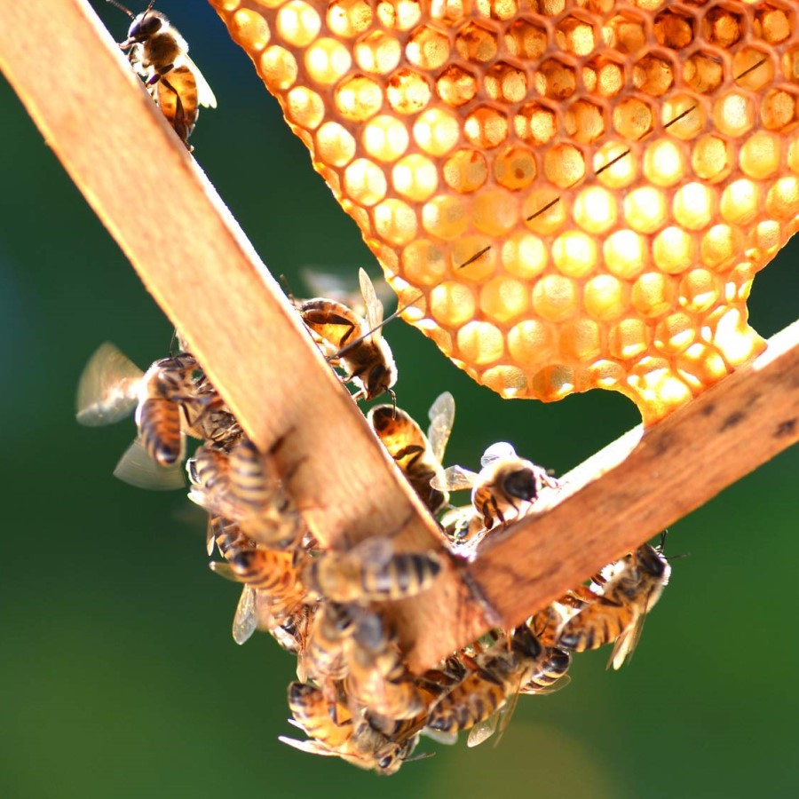 Madhava Organic Honey Honeybees