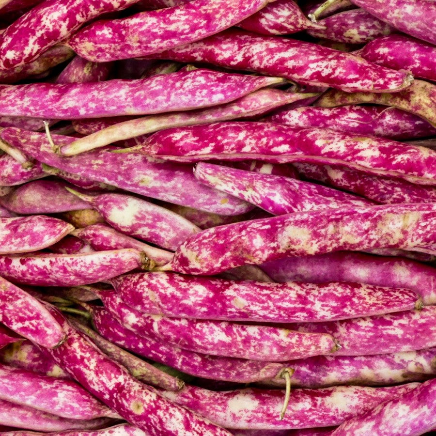 Organic Beans Beautiful Pink Borlotti Beans From Terra Powders Clean Food Market