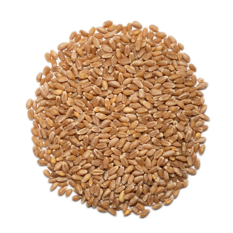 1000 Springs Mill Organic Hard Red Spring Wheat Berries in a Pile