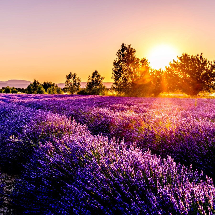 Organic Lavender Growing In Golden Sunlight