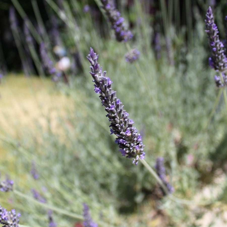 Organic Lavender Flowers Growing For Lavender Coconut Yaupon Holly Tea From Terra Powders Clean Food Market