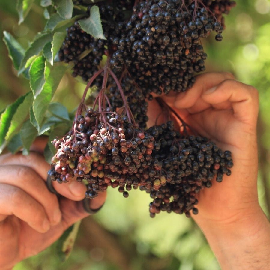 Picking Organic Wild Elderberries For Rishi Tea